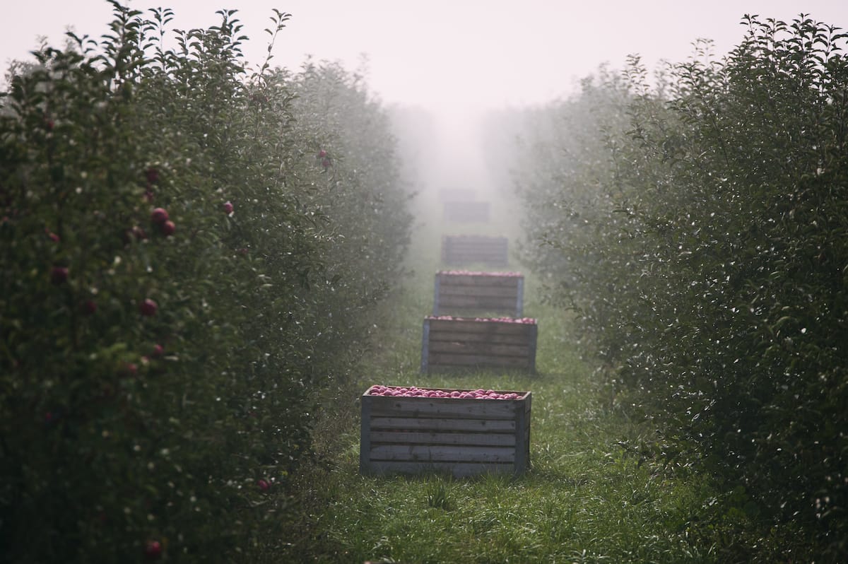 Apple orchard in Western NY in the fog