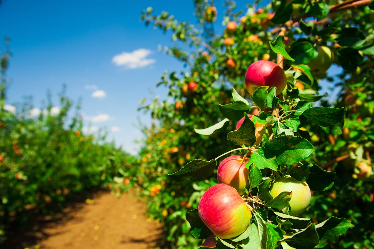 Apple orchards in MN