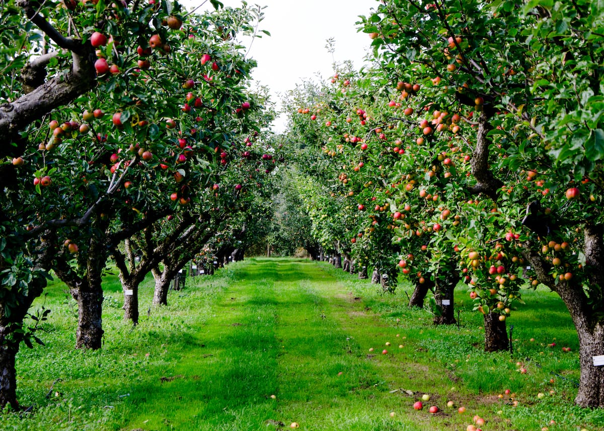 Apple orchards in Western New York