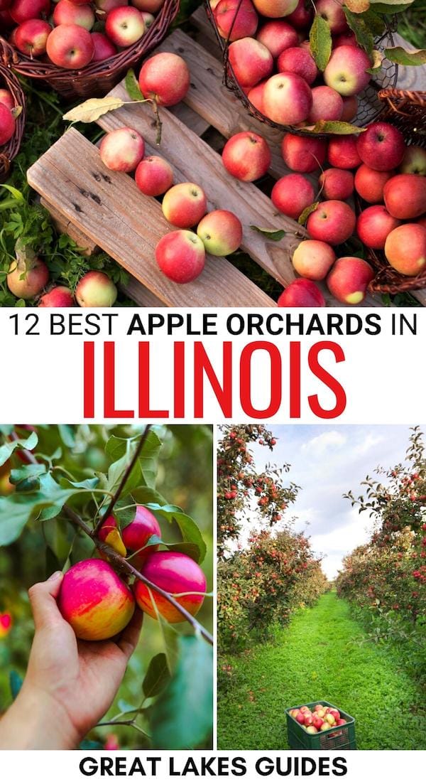 Are you looking for the best places to go apple picking in Illinois? From farms near Chicago and beyond - these are the top apple orchards in Illinois! | Apples in Illinois | Illinois apple picking | Illinois apple orchards | Where to pick apples in Illinois | Illinois bucket list | Illinois in fall | Fall in Illinois | What to do in Illinois during fall | Illinois in autumn | Illinois fruit farms | Apple picking in Chicago | Chicago apple picking | Apple orchards near Chicago