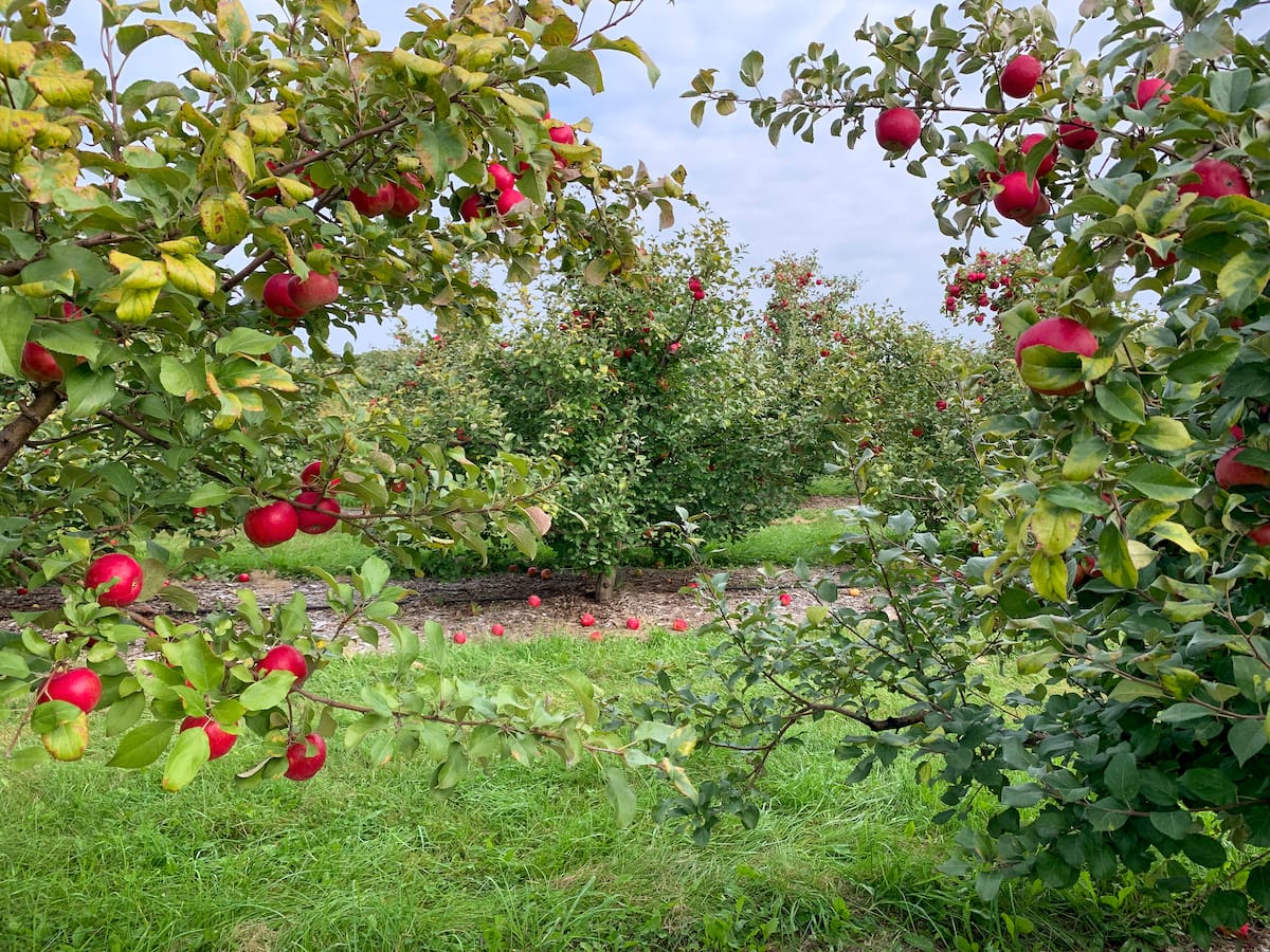 Apple picking in MN