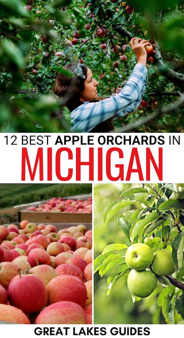 Are you looking for the best apple orchards in Michigan? We have you covered! These are the top places for apple picking in Michigan, including farm info! | Apples in Michigan | Michigan apple picking | Michigan apple orchards | Where to pick apples in Michigan | Michigan bucket list | Michigan in fall | Fall in Michigan | What to do in Michigan during fall | Michigan in autumn | Michigan fruit farms 