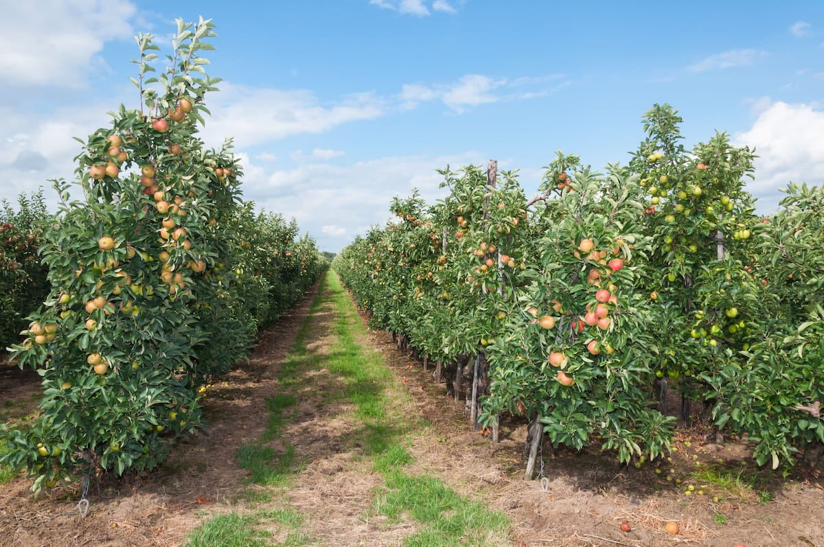 12 Best Apple Orchards in Michigan (for Fall Apple Picking!)