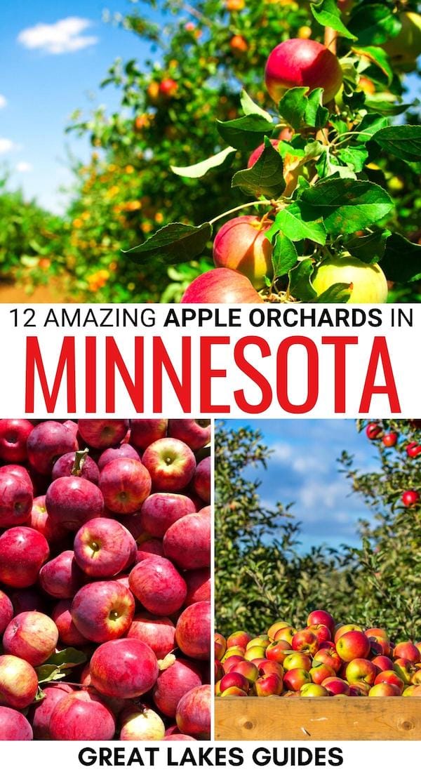 Are you looking for the best apple orchards in Minnesota? We have you covered! This guide details where to go apple picking in Minnesota, plus some seasonal tips! | Apple picking in MN | Minnesota apple orchards | Minnesota apple farms | Apples in Minnesota | Apple picking near Minneapolis | Apple picking near the Twin Cities | Fall in Minnesota | Minnesota in fall