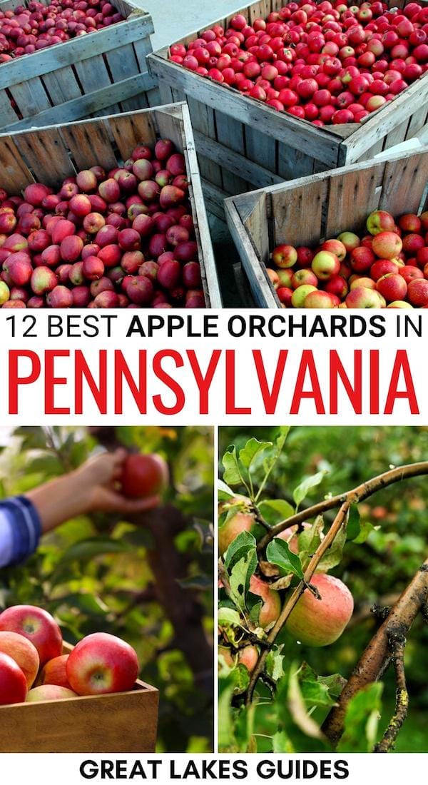 Are you looking for the best apple orchards in Pennsylvania? We have you sorted! These are the top places for apple picking in Pennsylvania, including farm info! | Apples in Pennsylvania | Pennsylvania apple picking | Pennsylvania apple orchards | Where to pick apples in Pennsylvania | Pennsylvania bucket list | Pennsylvania in fall | Fall in Pennsylvania | What to do in Pennsylvania during fall | Pennsylvania in autumn | Pennsylvania fruit farms 