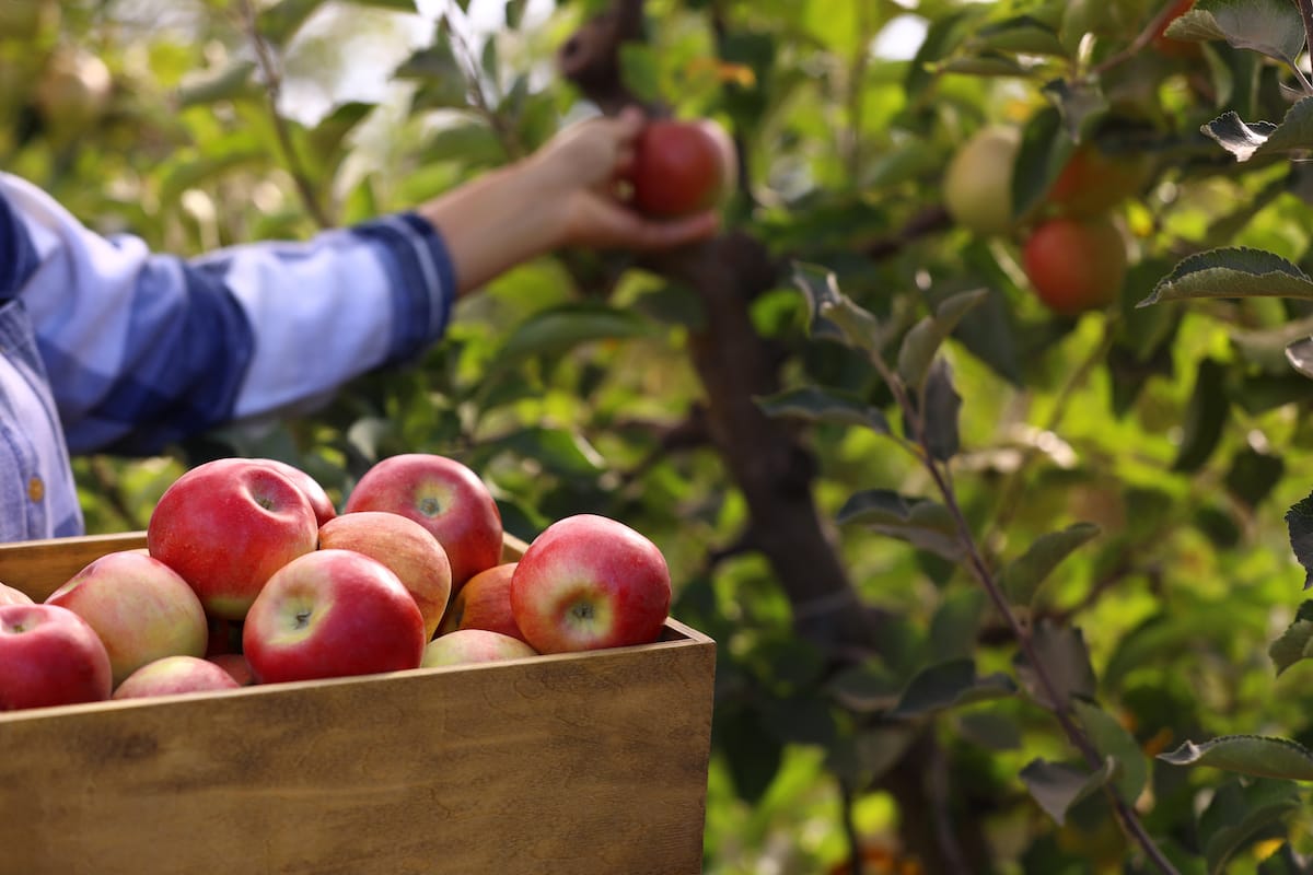 Apple picking in Pennsylvania