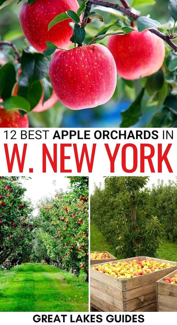 Are you looking for the best places to go apple picking in Western New York? From farms near Buffalo and beyond - these are the top apple orchards in Western NY! | Apples in Western New York | Western New York apple picking | Western New York apple orchards | Where to pick apples in Western New York | Western New York bucket list | Western New York in fall | Fall in Western New York | What to do in Western New York during fall | Western New York in autumn | Western New York fruit farms | Apple picking in Buffalo | Buffalo apple picking | Apple orchards near Buffalo