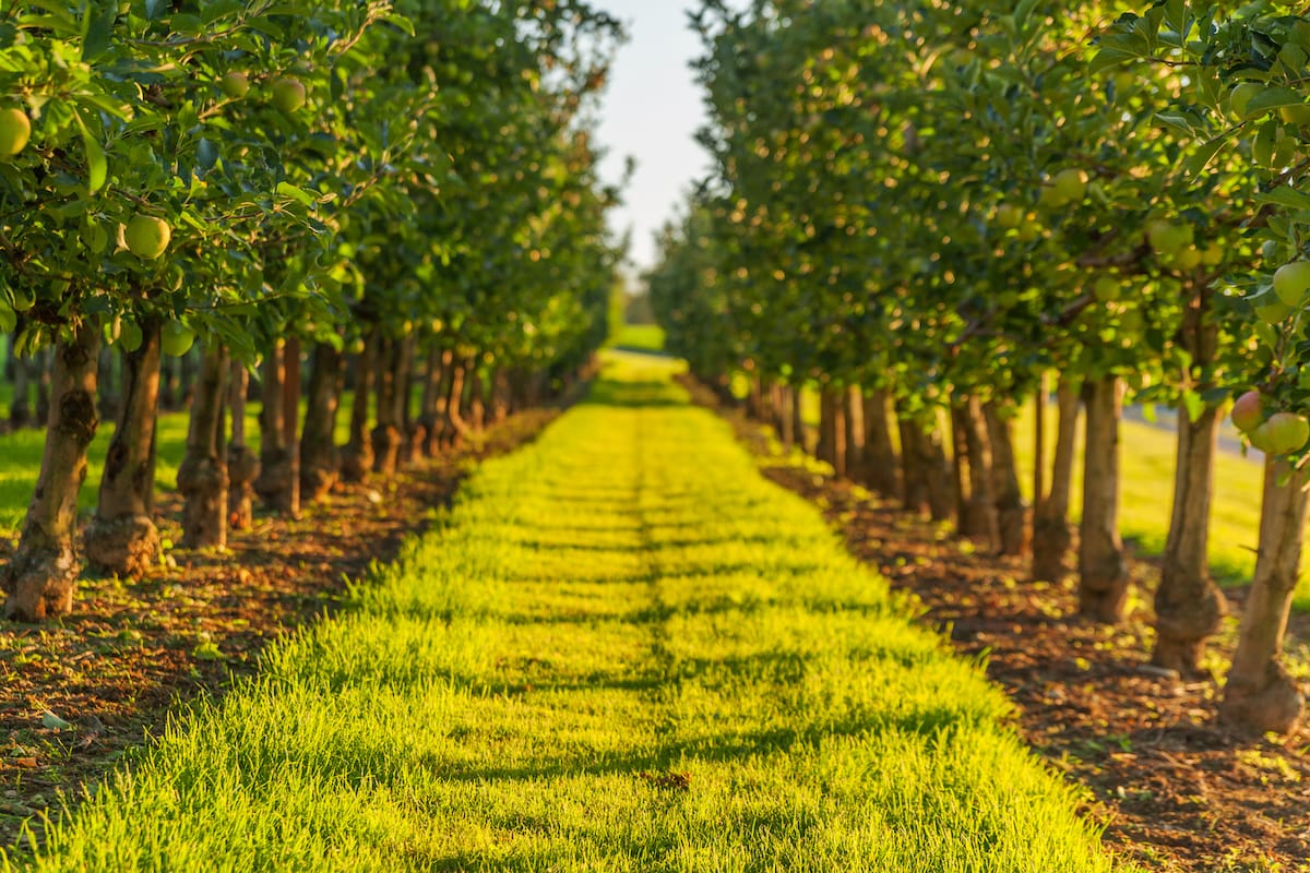 Apple picking in Western New York