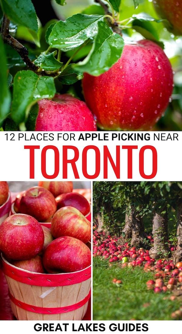 Looking for the best places for apple picking near Toronto? We have you covered! This guide details the top apple orchards near Toronto (+ seasonal tips)! | Apple picking in GTA | Toronto apple orchards | Ontario apple farms | Apples in Toronto | Apple picking near Toronto | Apple picking in Ontario | Fall in Toronto | Toronto in fall | Ontario in fall | Fall in Ontario