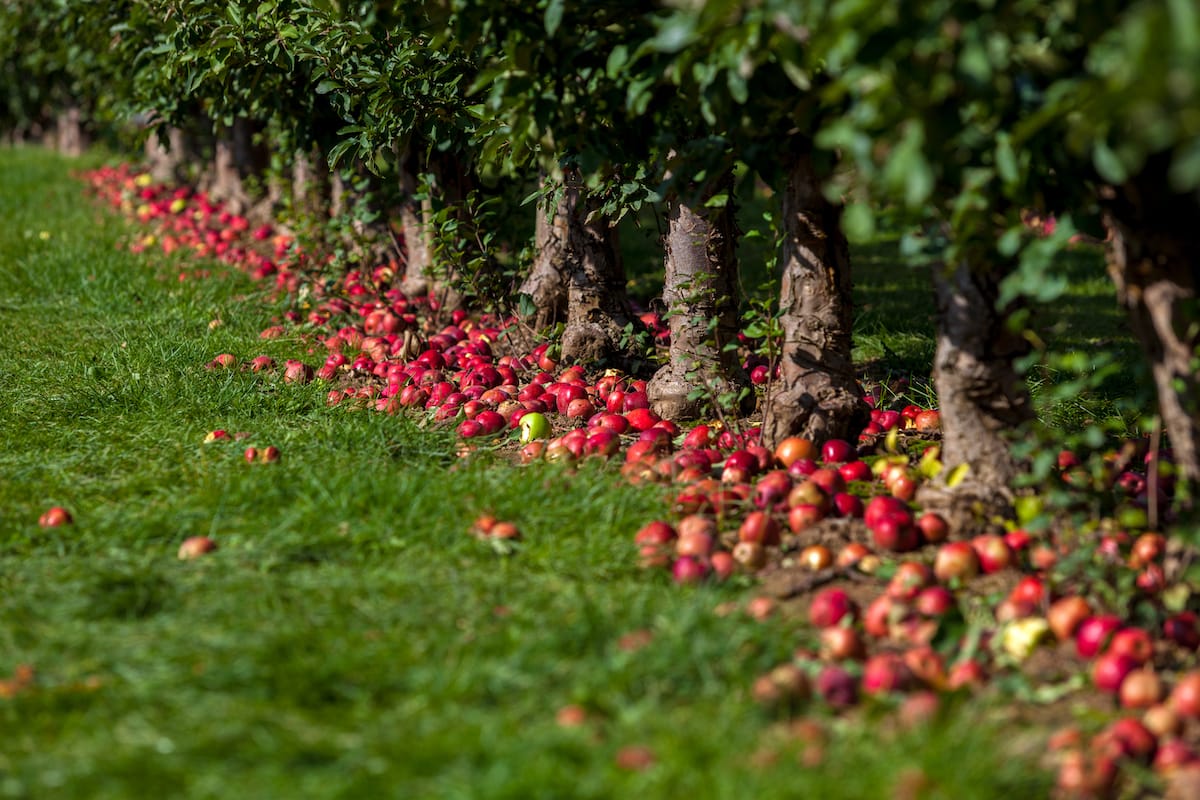 Best Ontario apple orchards