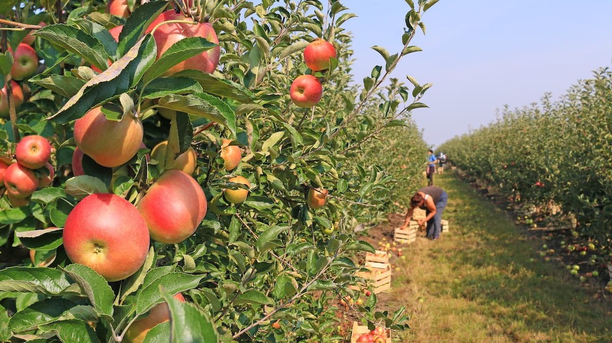 Best apple orchards in Indiana