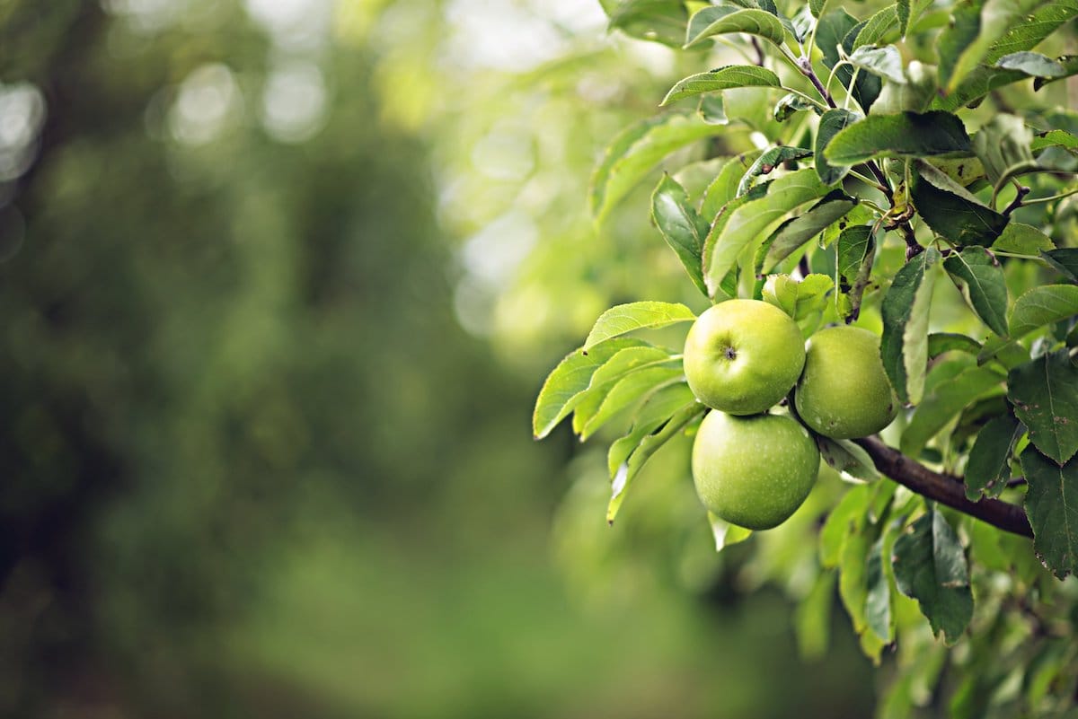 12 Best Apple Orchards in Michigan (for Fall Apple Picking!)