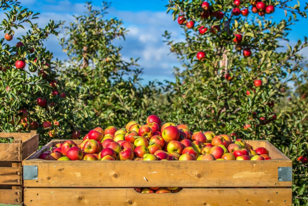 Best apple orchards in Minnesota