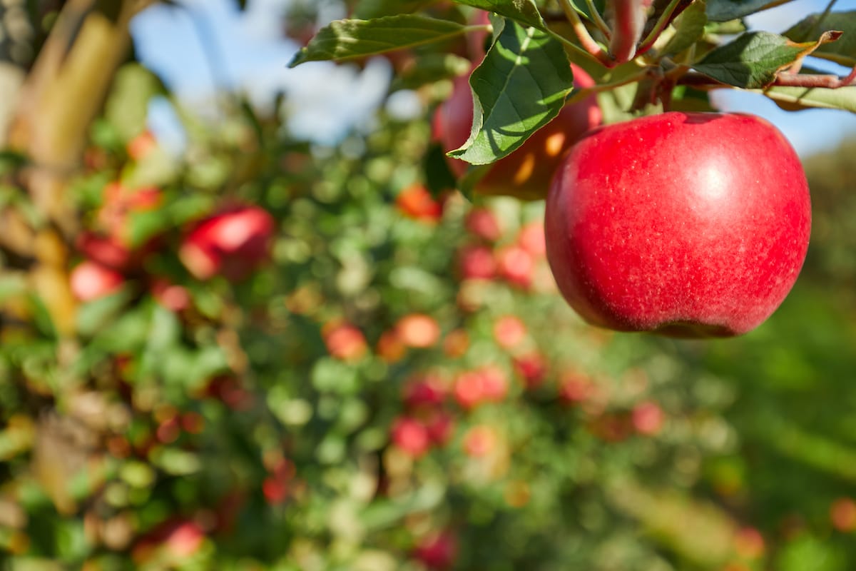 Best apple orchards in Ohio