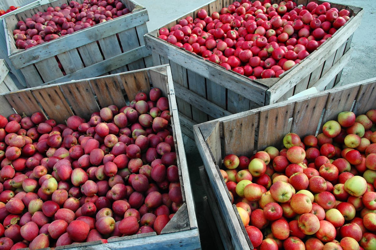 Best apple orchards in Pennsylvania