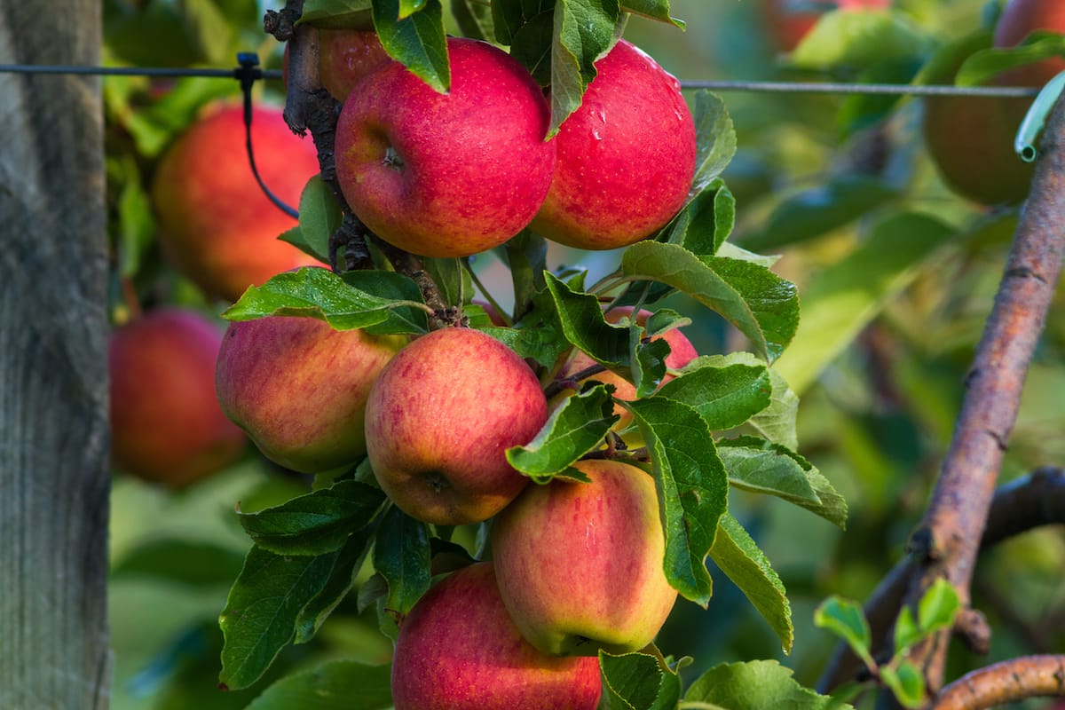 The fanciest apples in the world are now for sale in Toronto