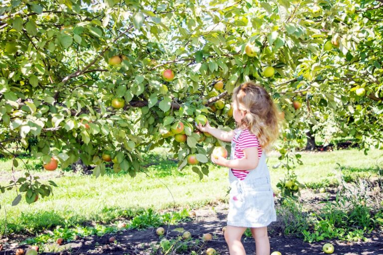 12 Best Apple Orchards in Minnesota (+ Seasonal Picking Tips)