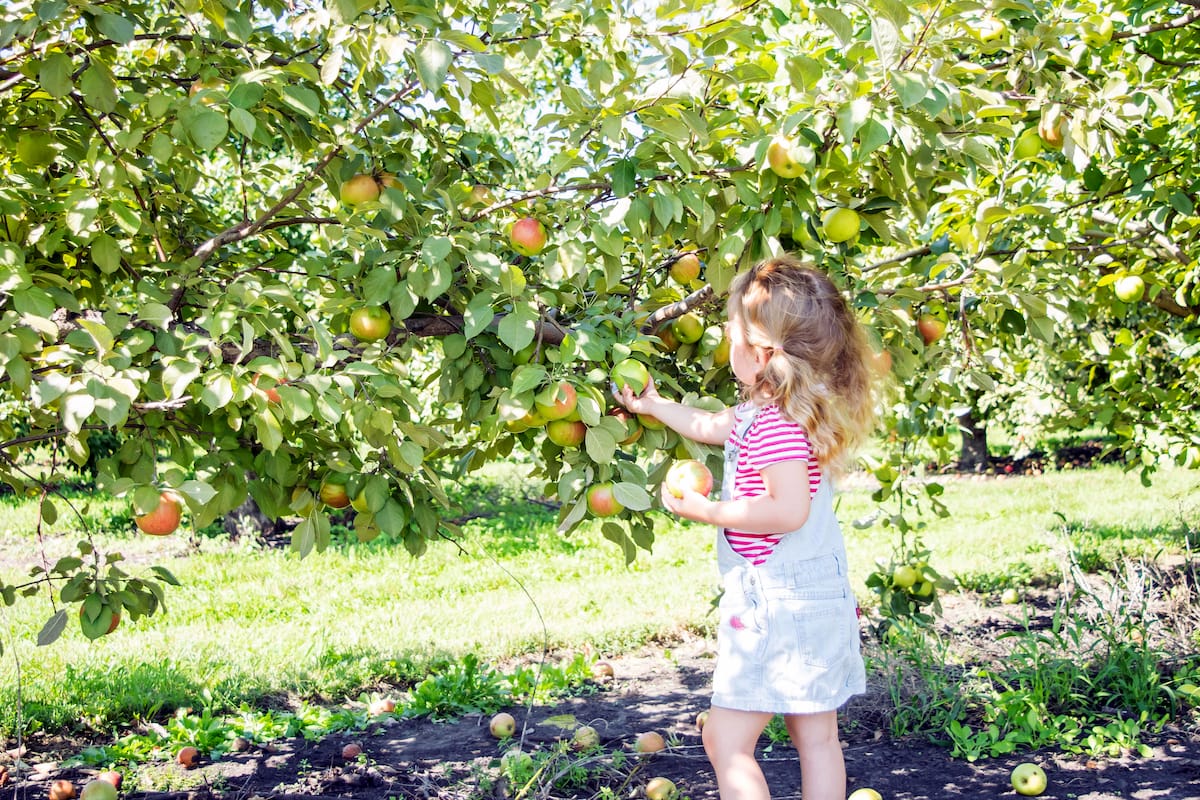 Best places for apple picking in Minnesota
