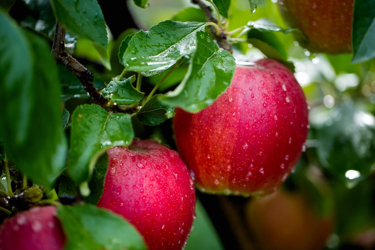 Best places for apple picking near Toronto