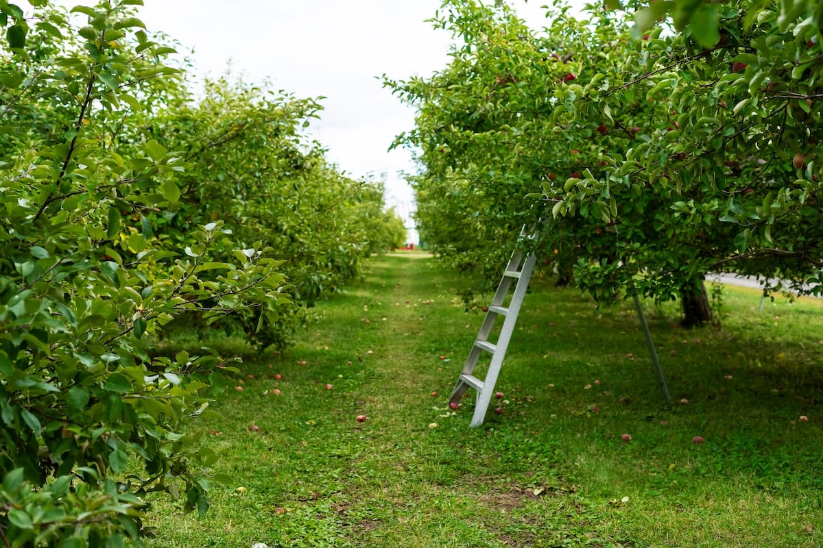 Illinois apple orchards near Chicago and beyond
