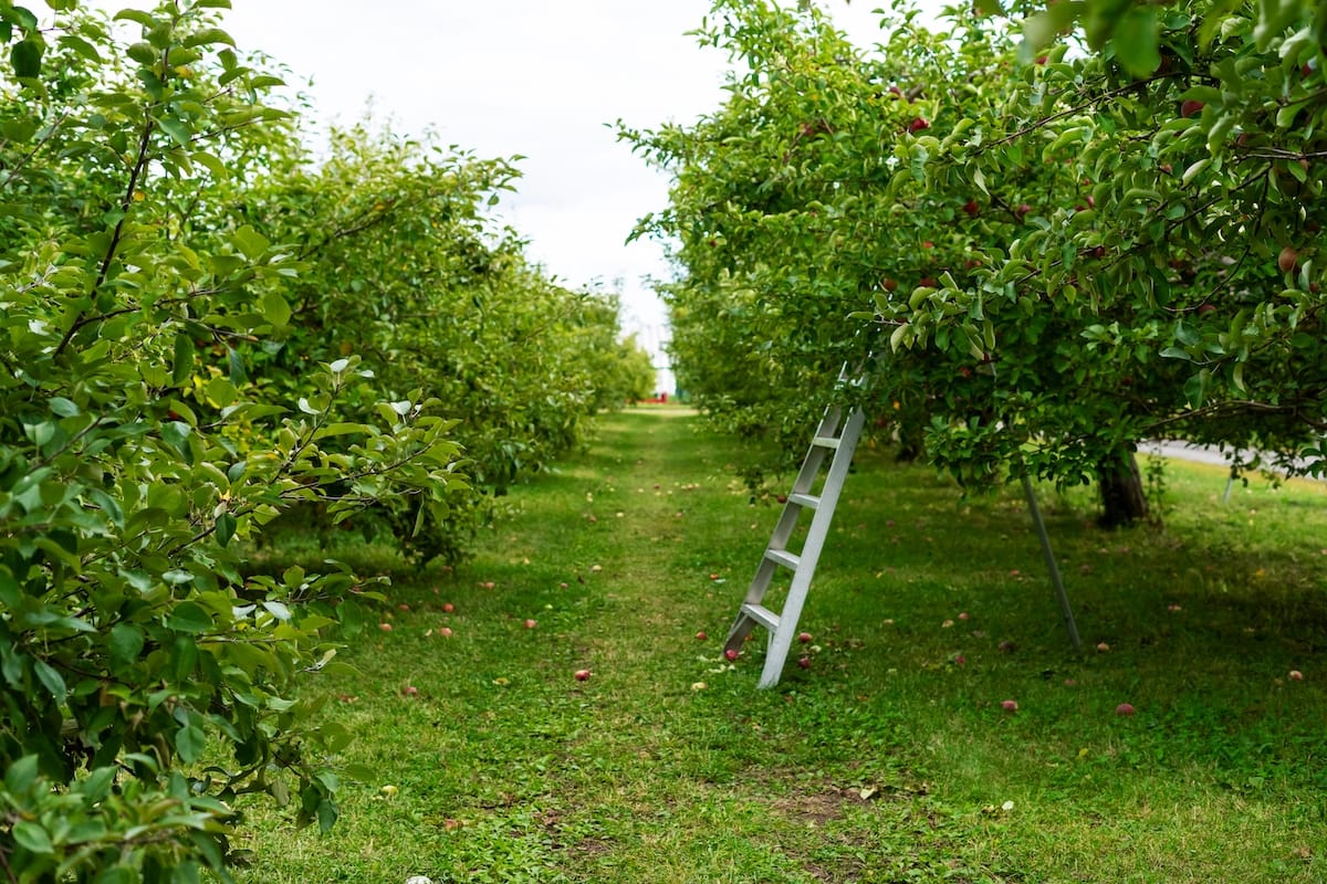 12 Best Places for Apple Picking in Illinois (+ Orchard Info!)