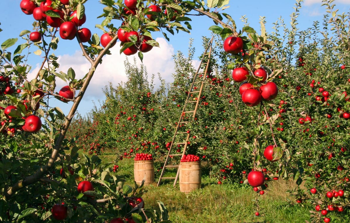 Indiana apple orchards guide for fall