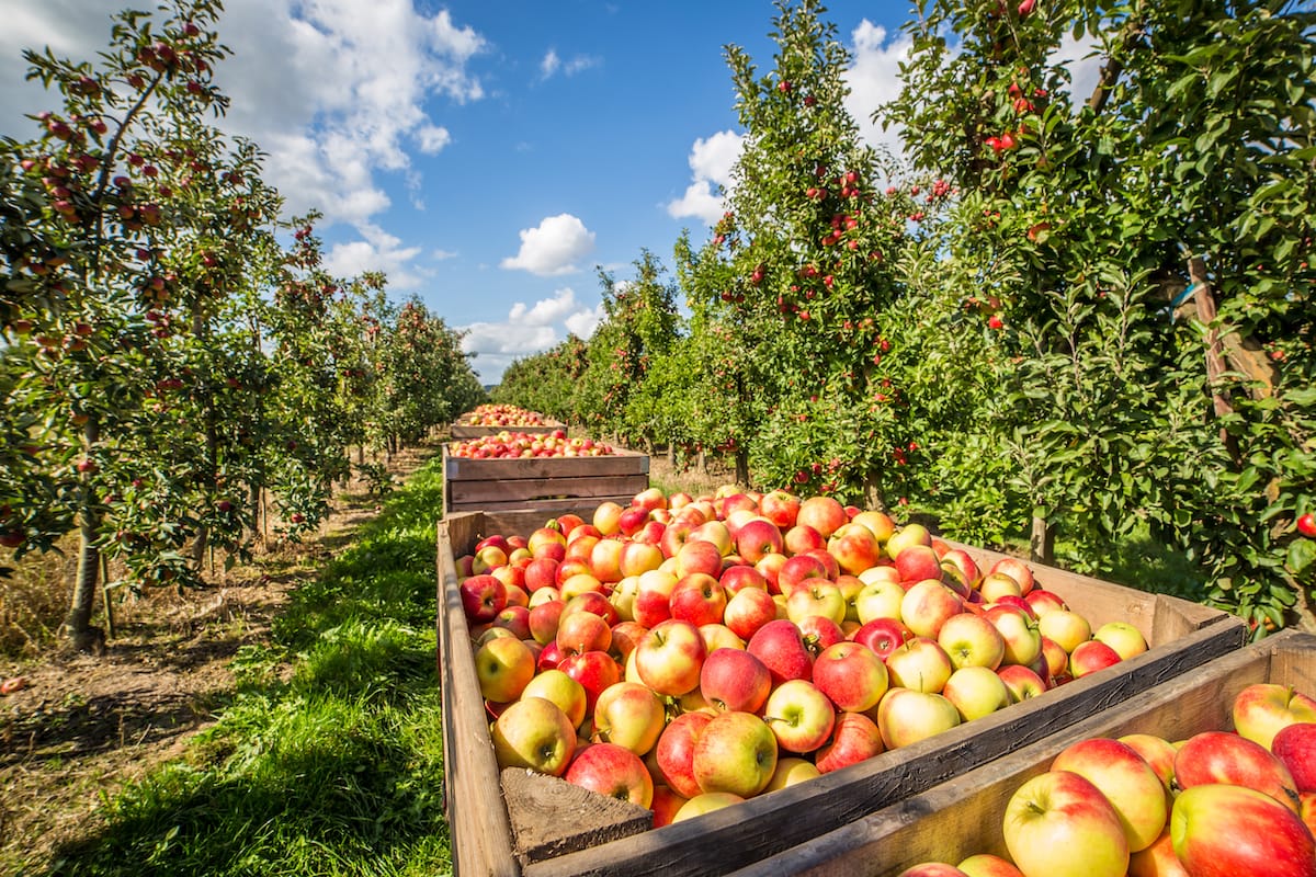 Indiana apple picking guide