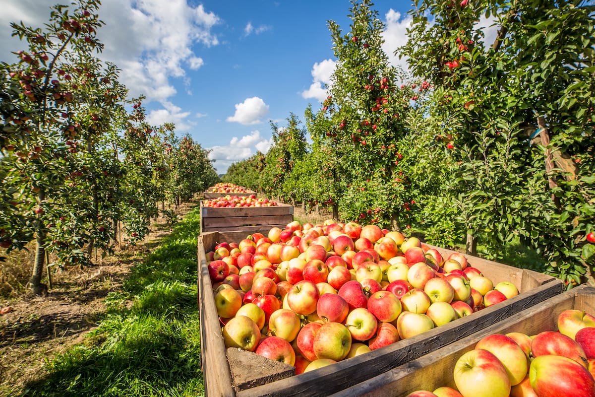 Apples - Jacob's Family Orchard