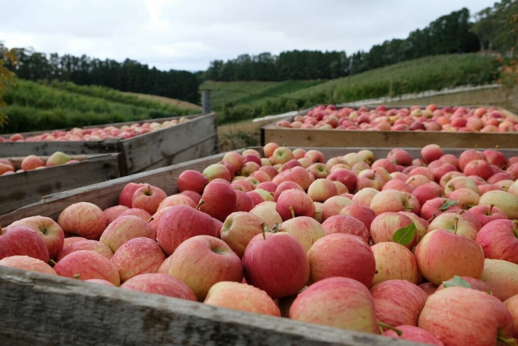 Apple Picking In Michigan 2024 Arlen Betteann