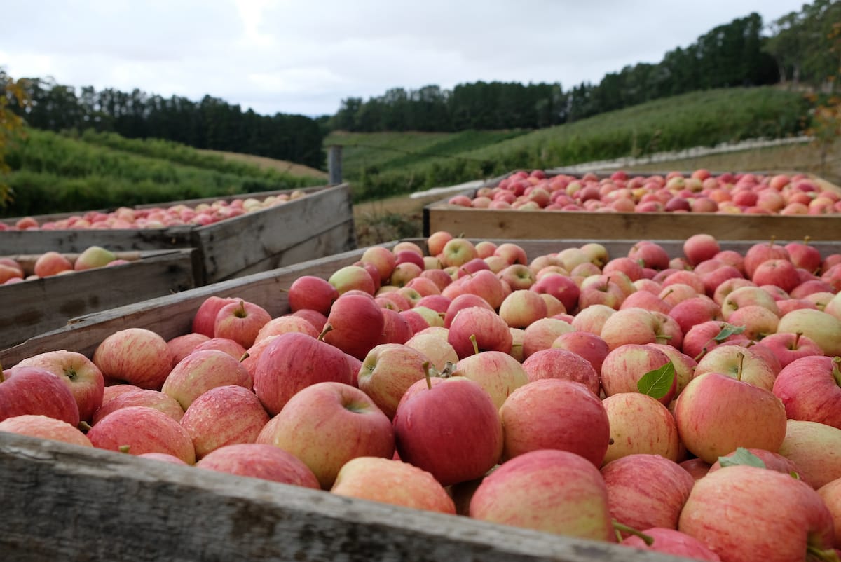 Michigan apple orchards