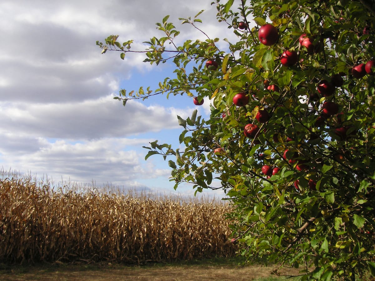 PA apple orchards and u-pick farms