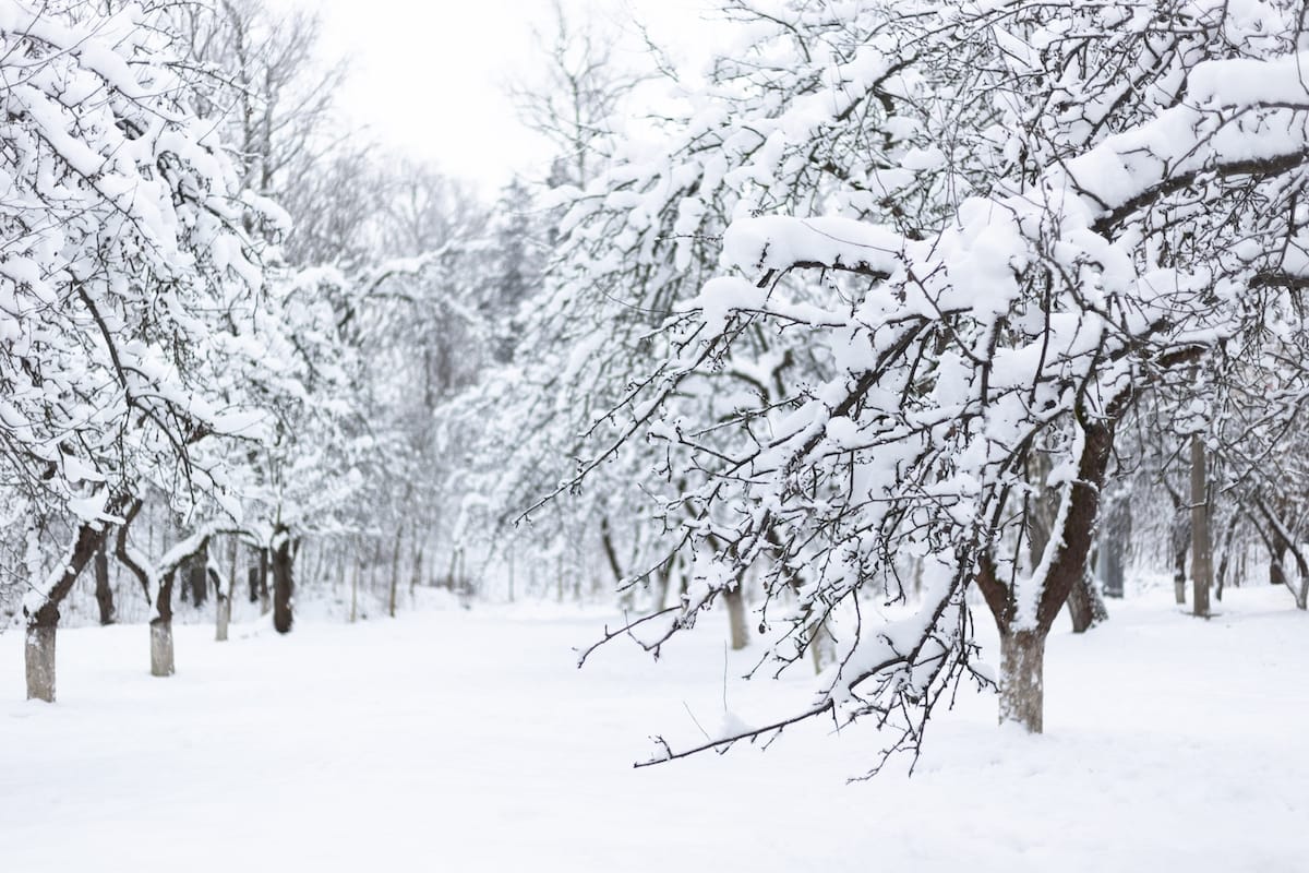 Pennsylvania apple orchards in winter