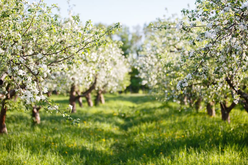 Springtime at the apple orchards