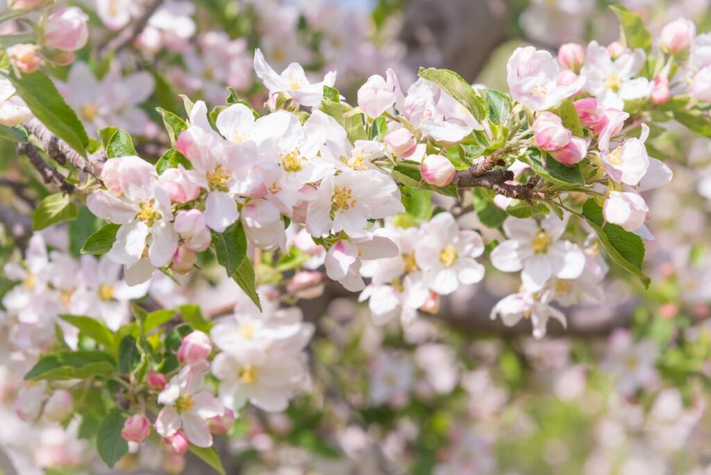 12 Best Apple Orchards in Michigan (for Fall Apple Picking!)