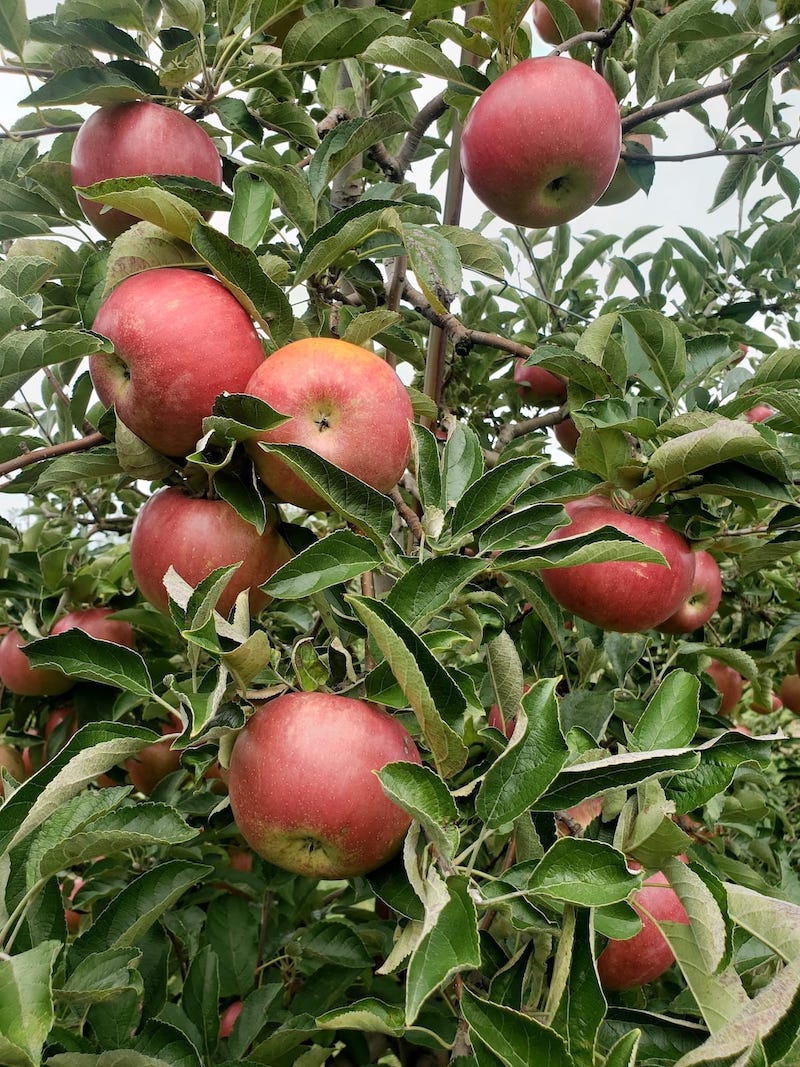 The best apple orchards in OH