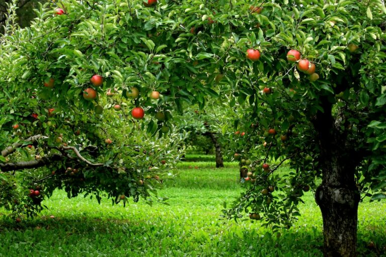 12-best-places-for-apple-picking-in-illinois-orchard-info