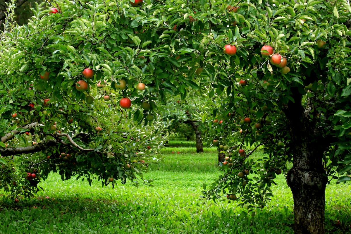 U-pick apple farms in Illinois