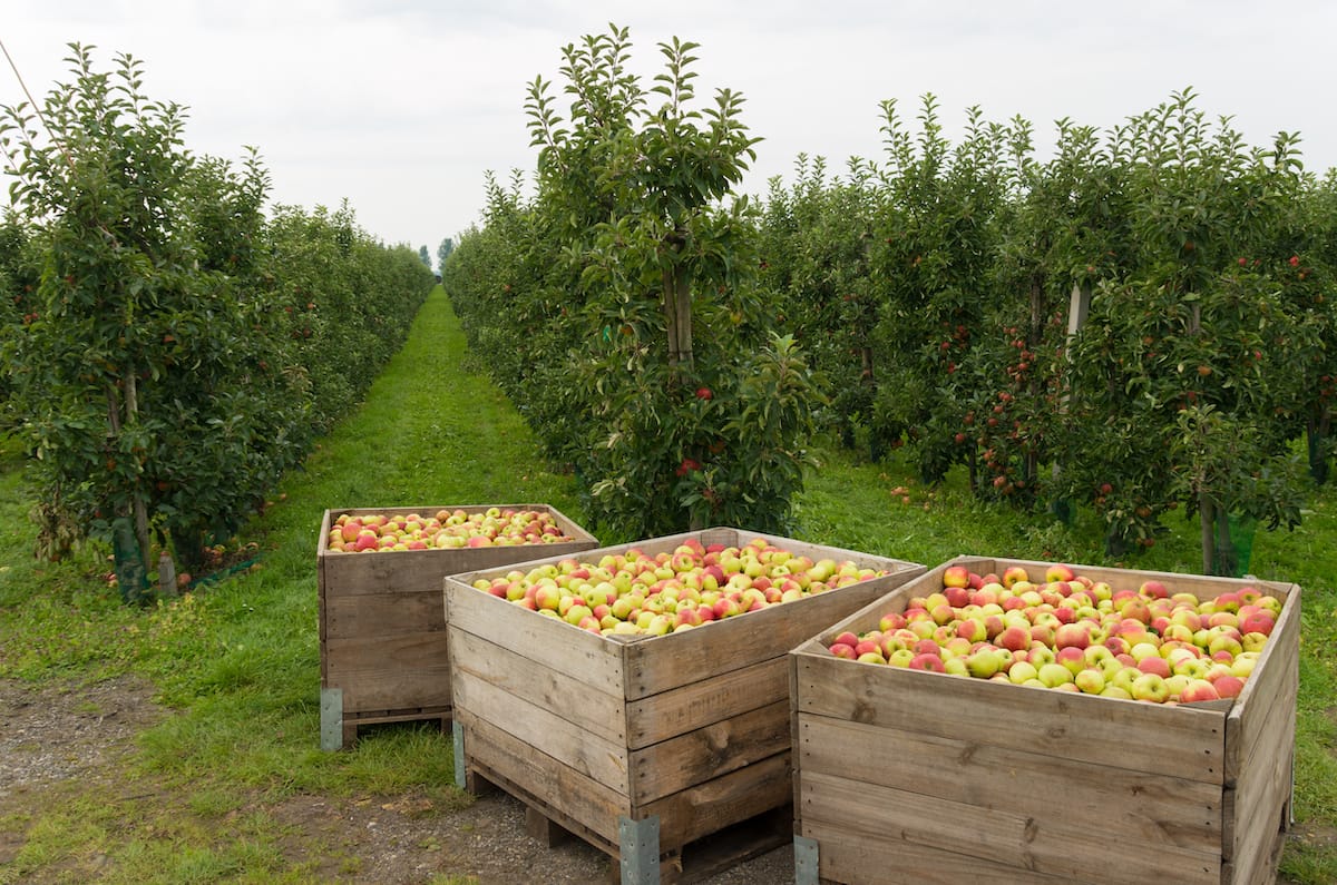 Western New York apple orchards