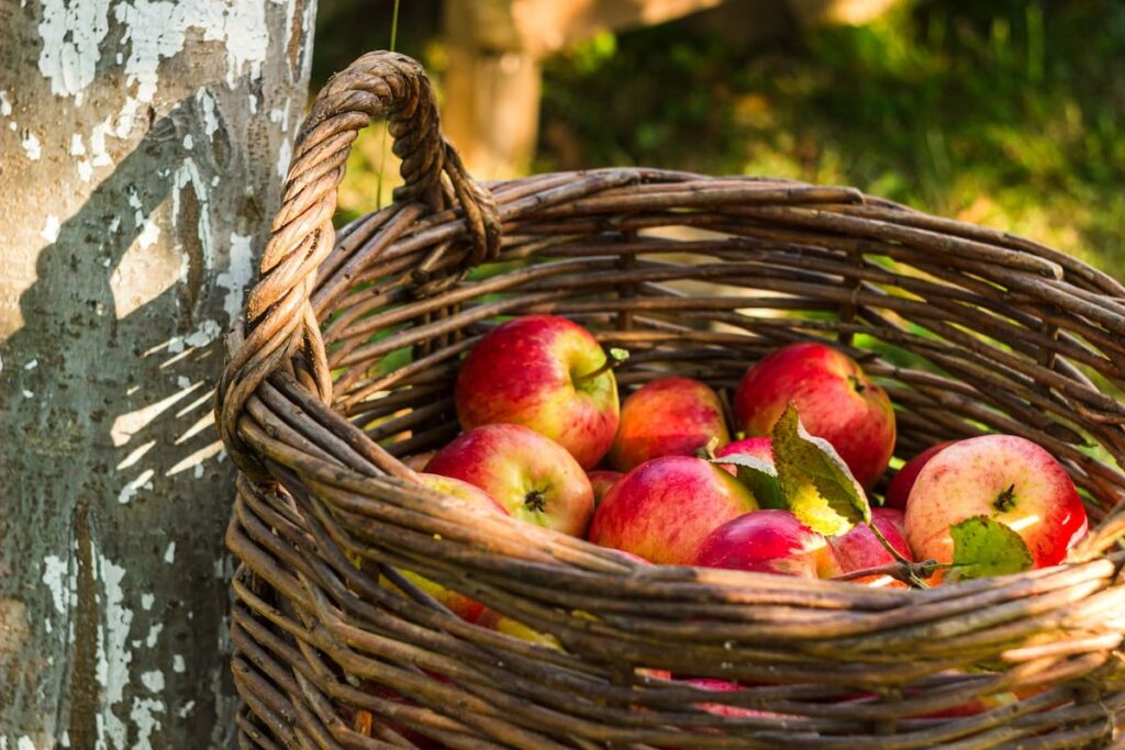 Where to find the best apples in Illinois