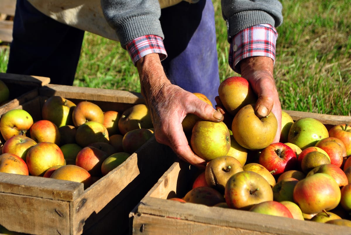 Where to go apple picking in Illinois