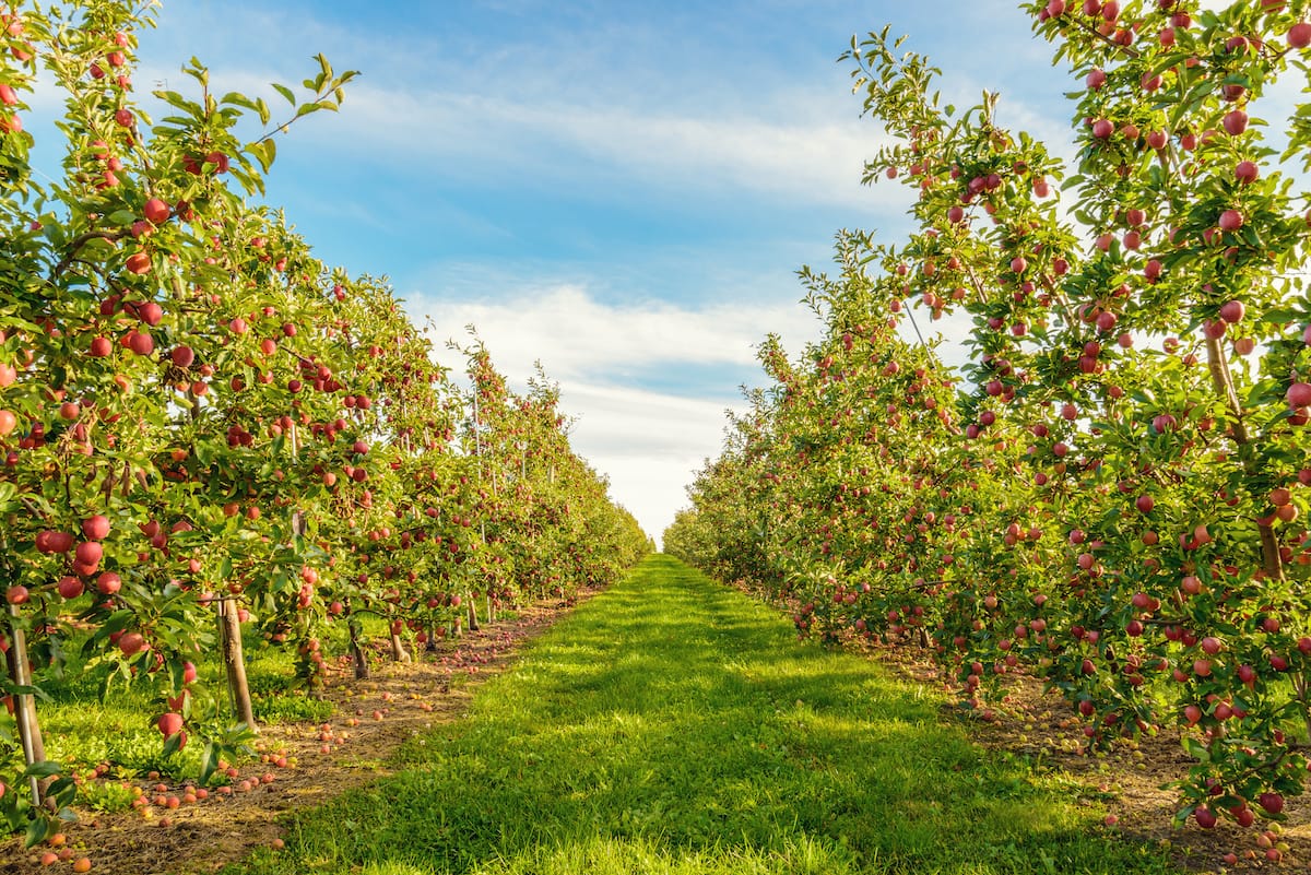 Where to go apple picking in Indiana