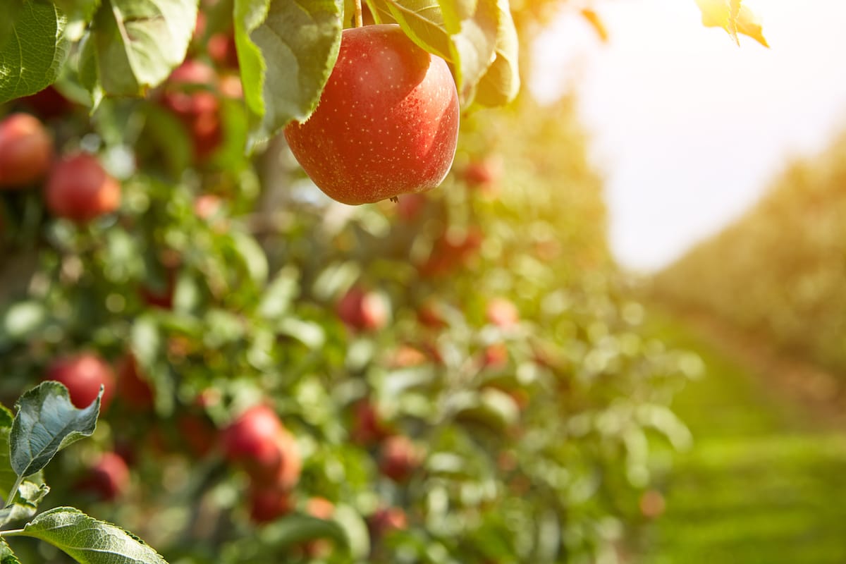 Where to pick apples in Indiana