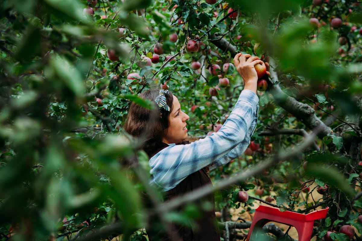 Where to pick apples in Michigan