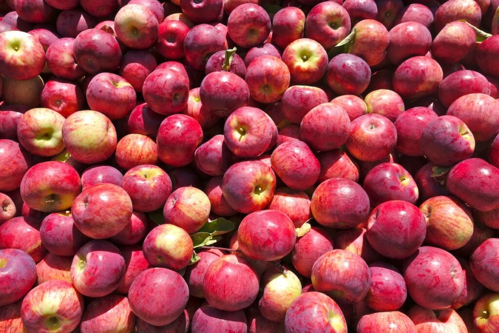 12 Best Apple Orchards in Minnesota (+ Seasonal Picking Tips)