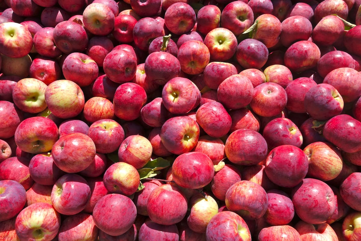 Where to pick apples in Minnesota