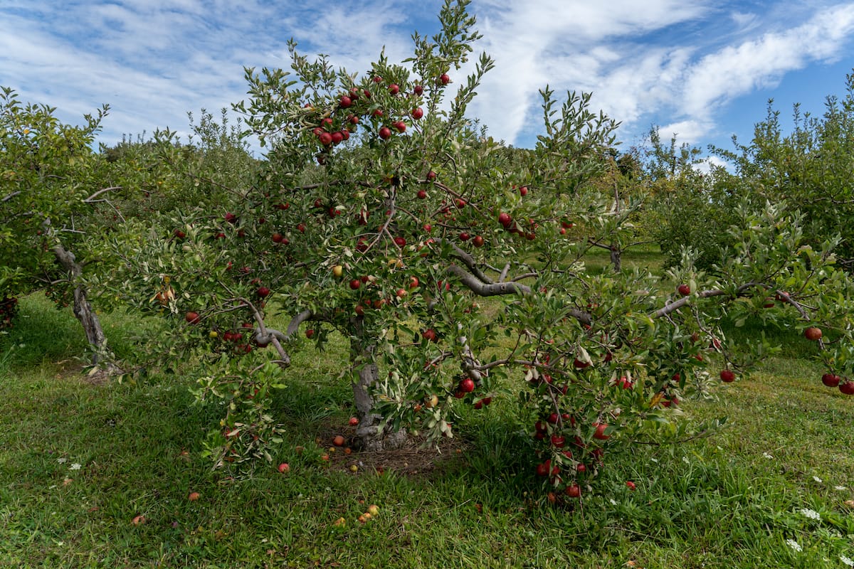 Where to pick apples in Ohio