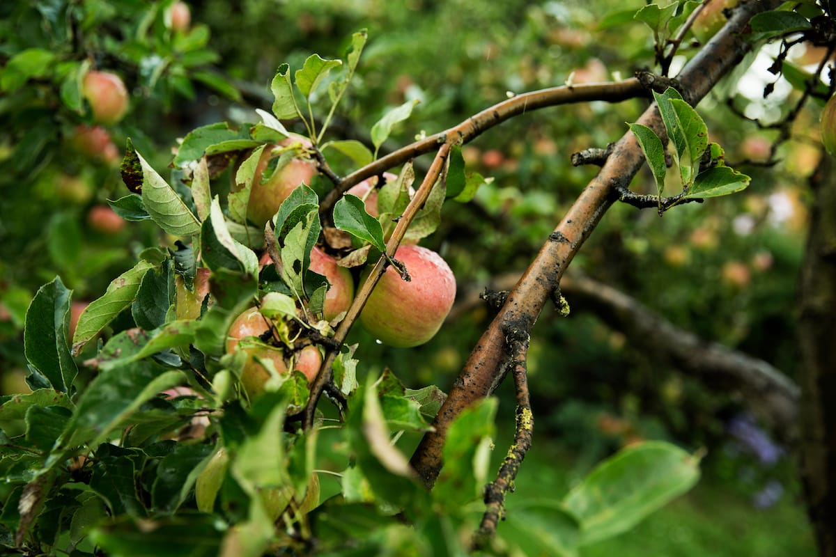 Where to pick apples in Pennsylvania