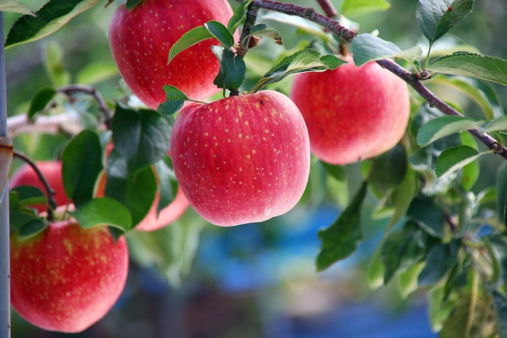 Where to pick apples in Western New York